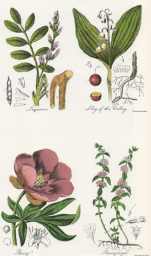 Botanical drawings engraved by John, Jr